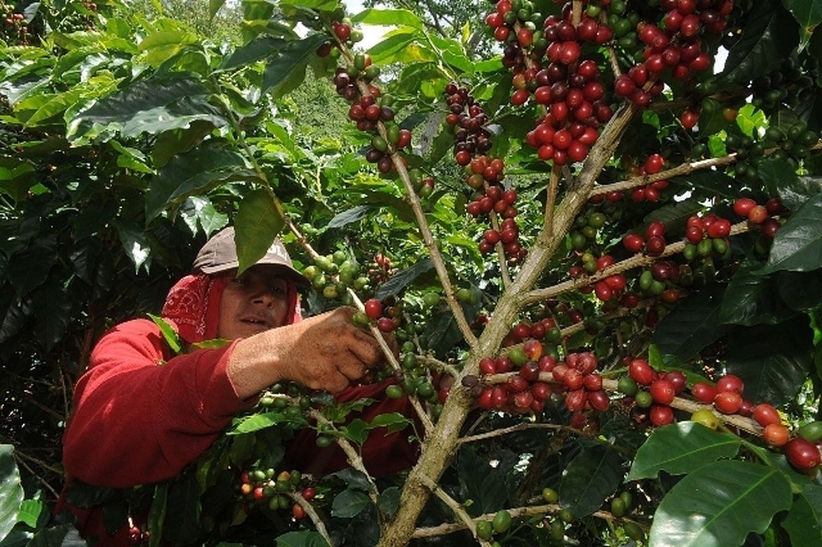 Indígenas Ngöbe – Buglé cosecharán café  costarricense bajo estricto protocolo sanitario