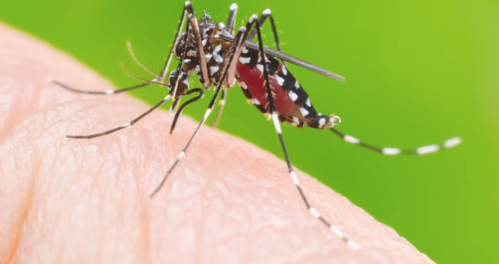 Salud presenta nuevo protocolo para atención y manejo de pacientes con dengue