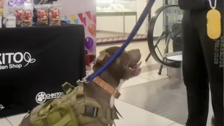 NUEVAS NORMAS PARA ENTRAR CON TU PERRO A MULTIPLAZA ESCAZÚ Y MULTIPLAZA CURRIDABAT