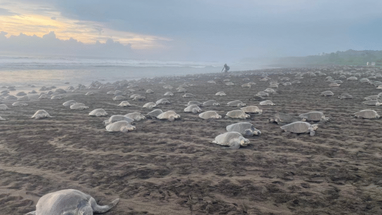 ARRIBADA DE TORTUGAS MARINAS INICIÓ EL 13 DE SETIEMBRE