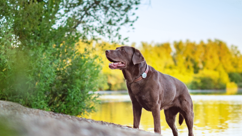 Vacunación canina y educación como la clave para proteger a las comunidades