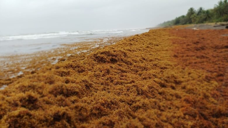 CARIBE NORTE DE COSTA RICA REPORTA PRESENCIA DE SARGAZO