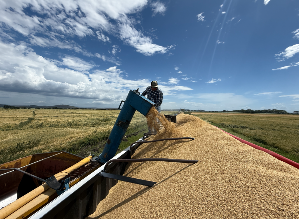 Productores arroceros continúan trabajando por la Seguridad Alimentaria del país y aumentan su productividad con apoyo de CONARROZ
