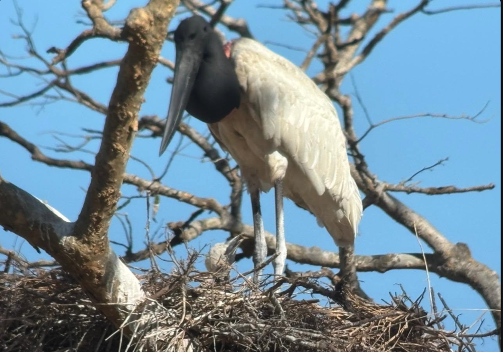 CONTEO CONFIRMA NUEVE NIDOS ACTIVOS DE JABIRÚ Y 19 PICHONES EN HUMEDALES COSTARRICENSES