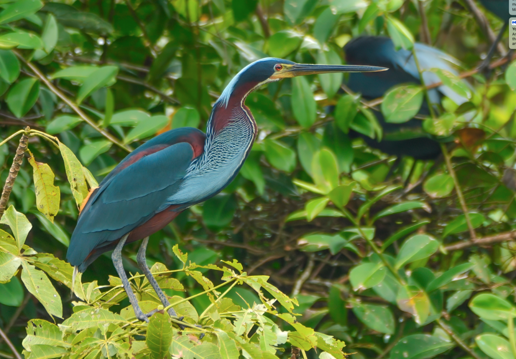 Guatuso alberga concentración de 1.000 garzas agamí, UNED impulsa acciones para su conservación