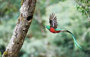 National Geographic destaca a Costa Rica como un tesoro natural